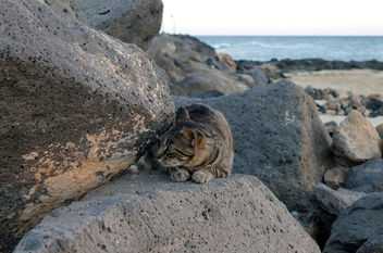 Beach Cat - Free image #283131